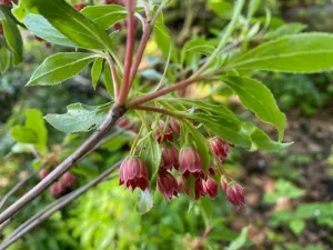 Enkianthus campanulatus 'Showy Lantern' (Showy Lantern Enkianthus)