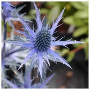 Eryngium x zabelii Big Blue - Sold out for 2024