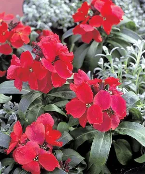 Erysimum Charity Rose Red Flower Seeds