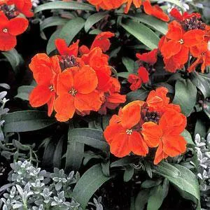 Erysimum Charity Scarlet Flower Seeds