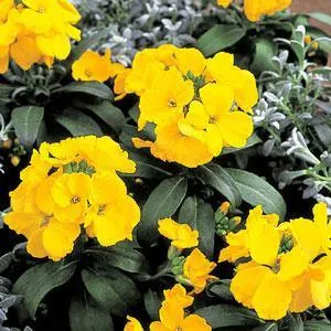 Erysimum Charity Yellow Flower Seeds