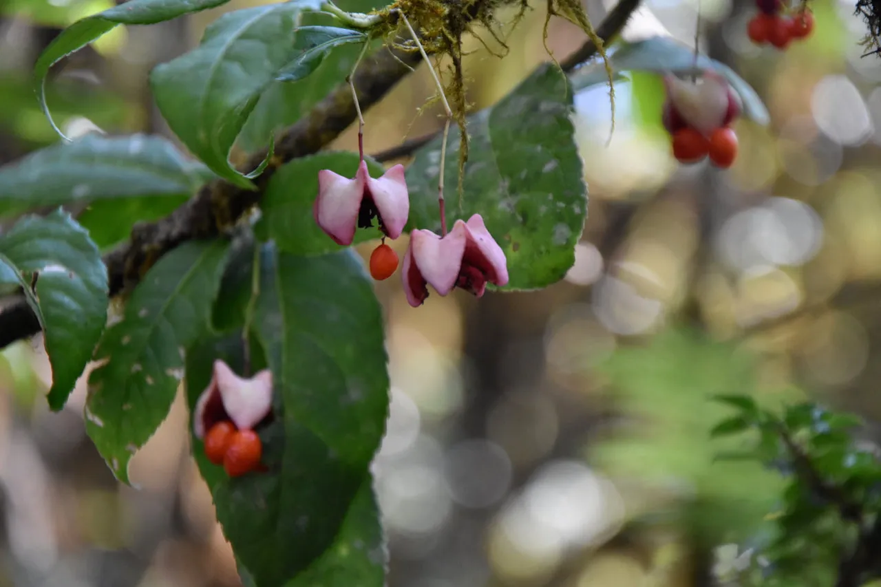 Euonymus frigidus ZHN17038 (Spindle Tree)