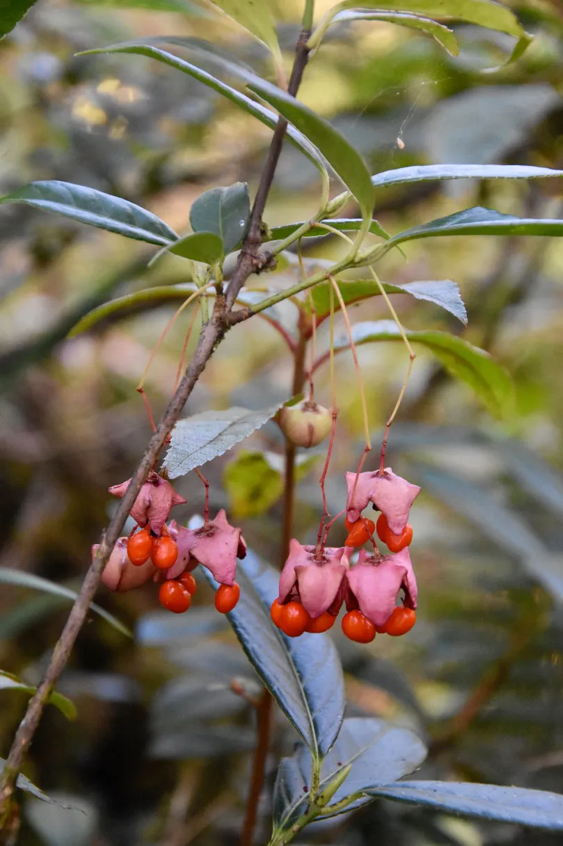 Euonymus frigidus ZHN17038 (Spindle Tree)