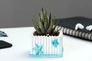 Exotic Green Small Beautiful Attractive White & Blue Colour Design Fiber Planter for Succulents Plants.