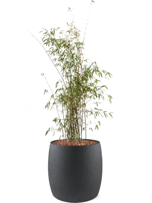 Fargesia jiuzhaigou in Grigio Office Plant With Pot 138cm Height 35cm Dia