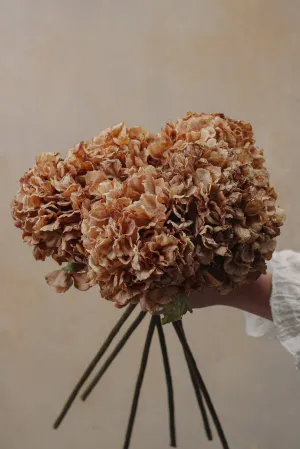 Faux Cappuccino Dried Ruffle Hydrangea