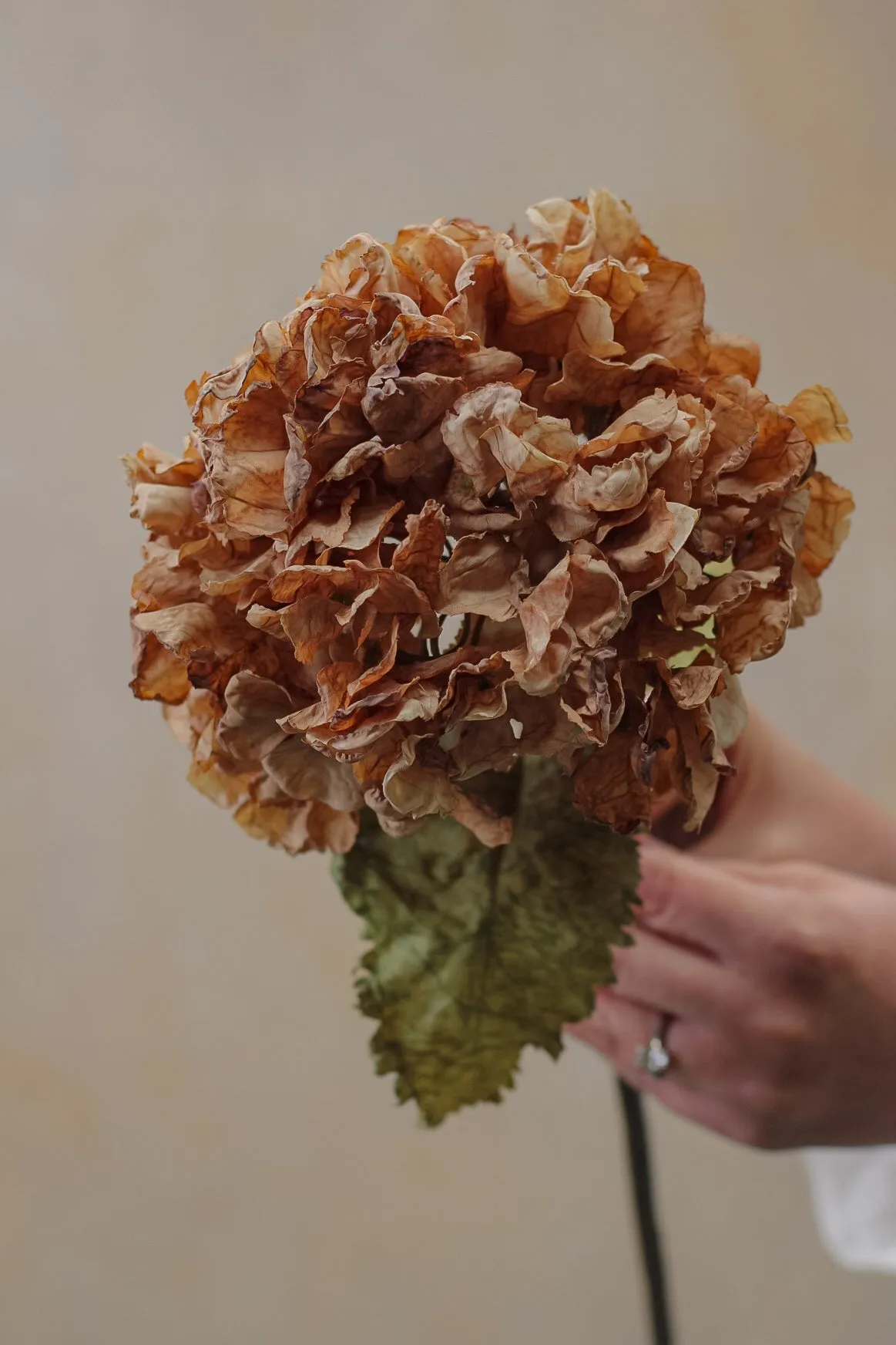 Faux Cappuccino Dried Ruffle Hydrangea