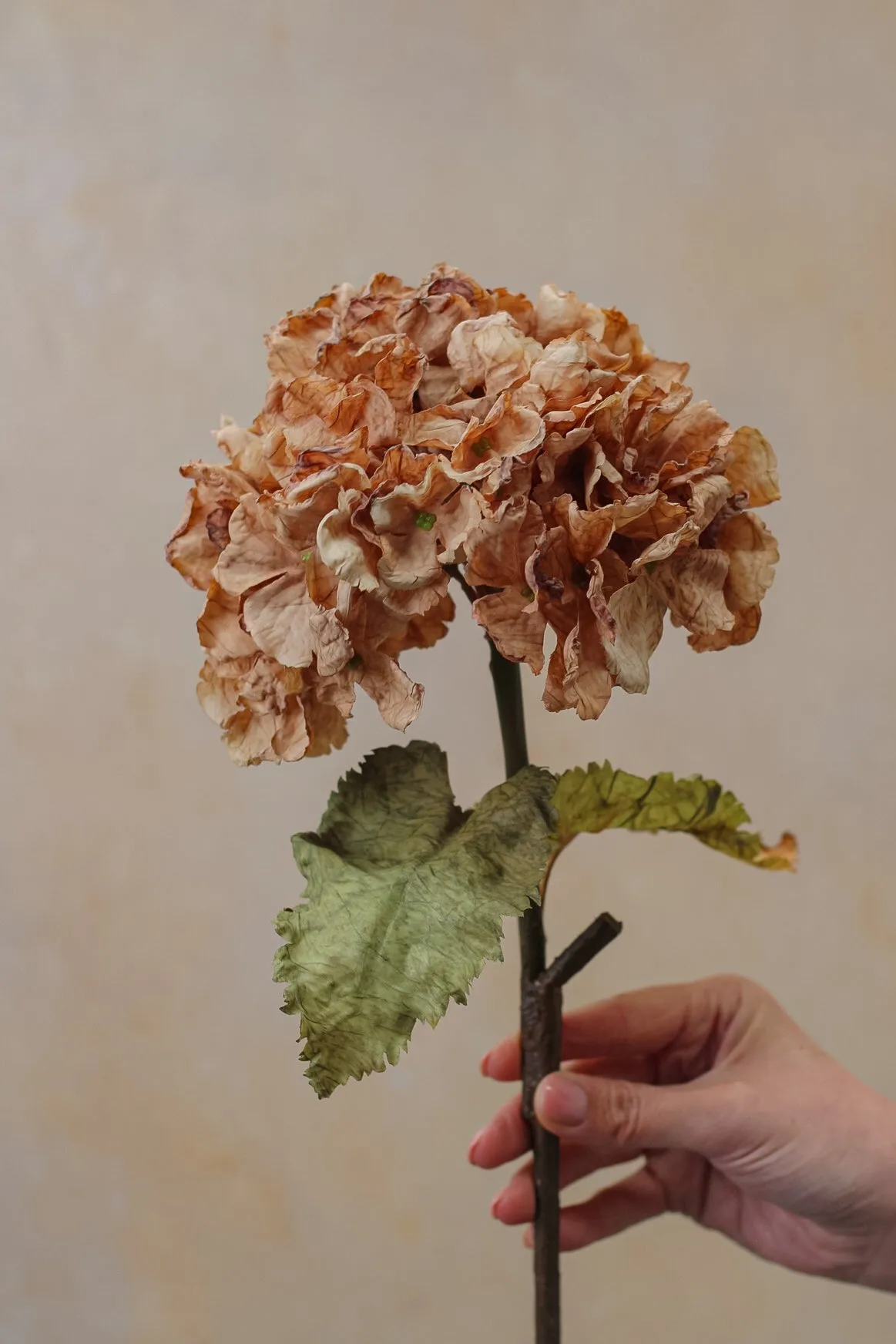 Faux Cappuccino Dried Ruffle Hydrangea