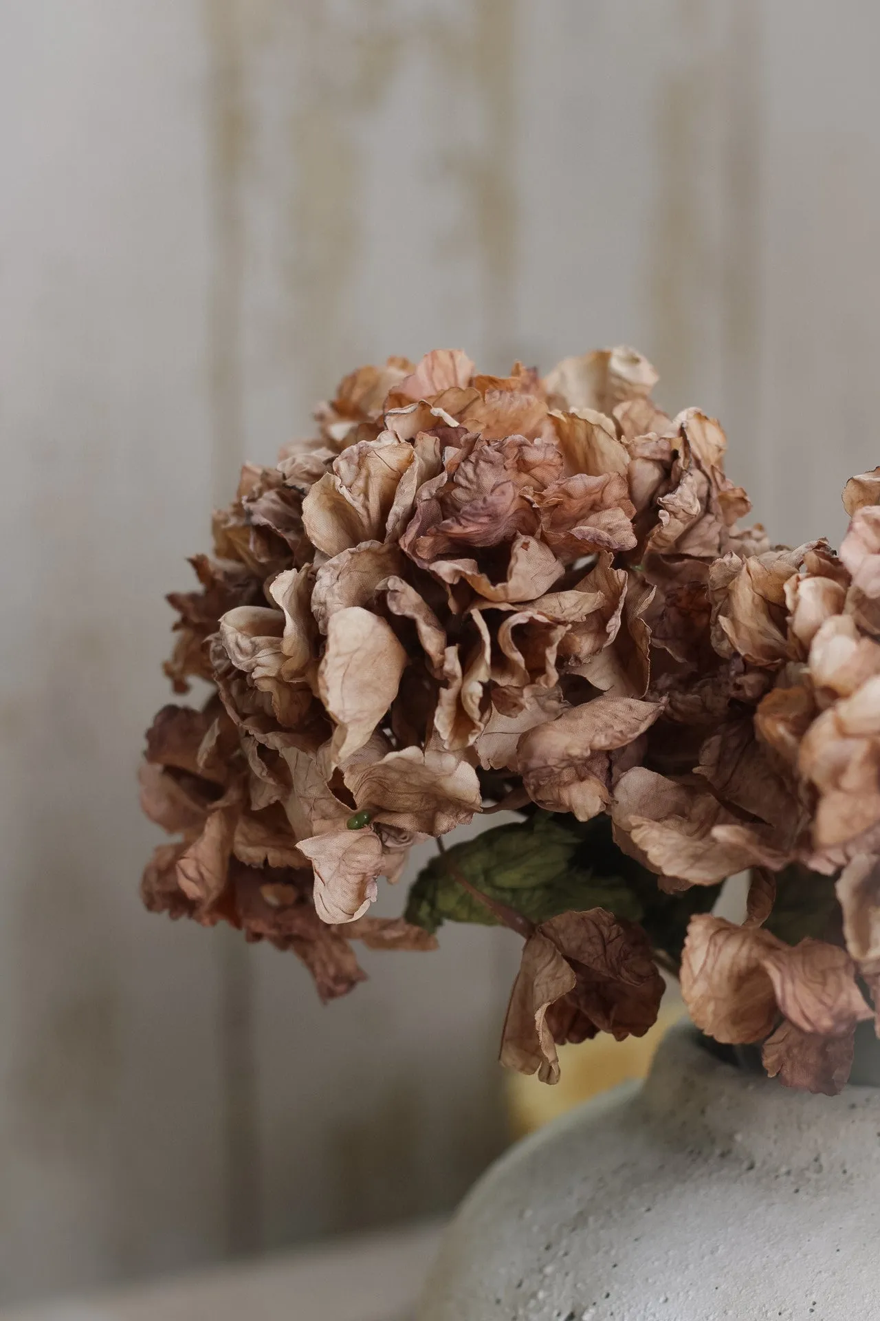 Faux Cappuccino Dried Ruffle Hydrangea