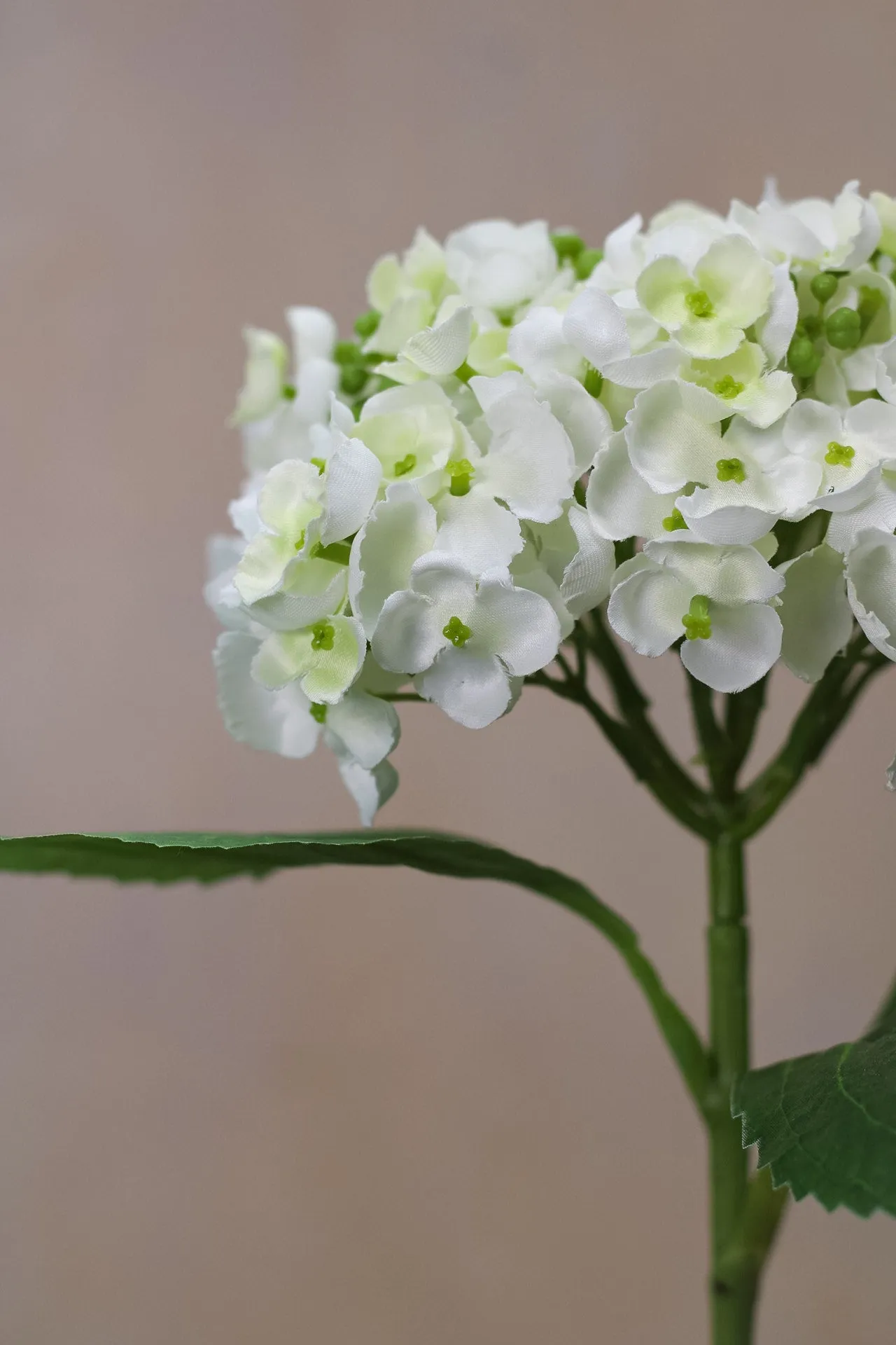 Faux White Lace Cap Hydrangea