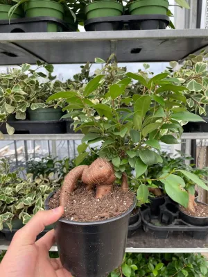 Ficus Ginseng