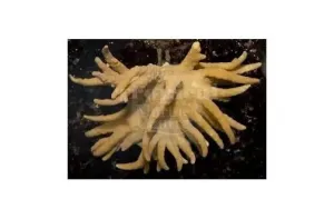 Finger Coral White Polyp Long (Lobophytum spp)