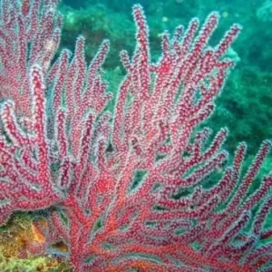 Finger Gorgonia Red (Lophogorgia nodulifera)