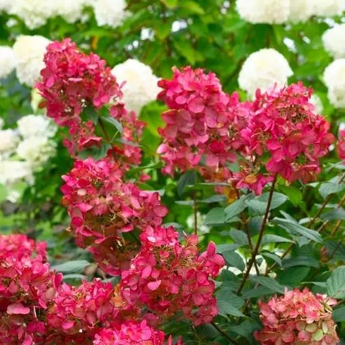 Fire Light® Hydrangea