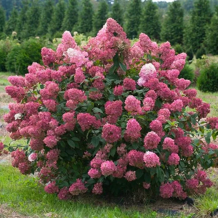 Fire Light® Hydrangea