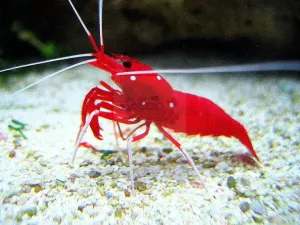 Fire Shrimp (Lysmata debelius)