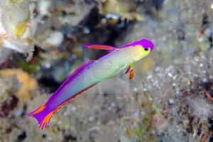 Firefish - Purple (Nemateleotris decora)