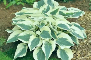 Firn Line Hosta