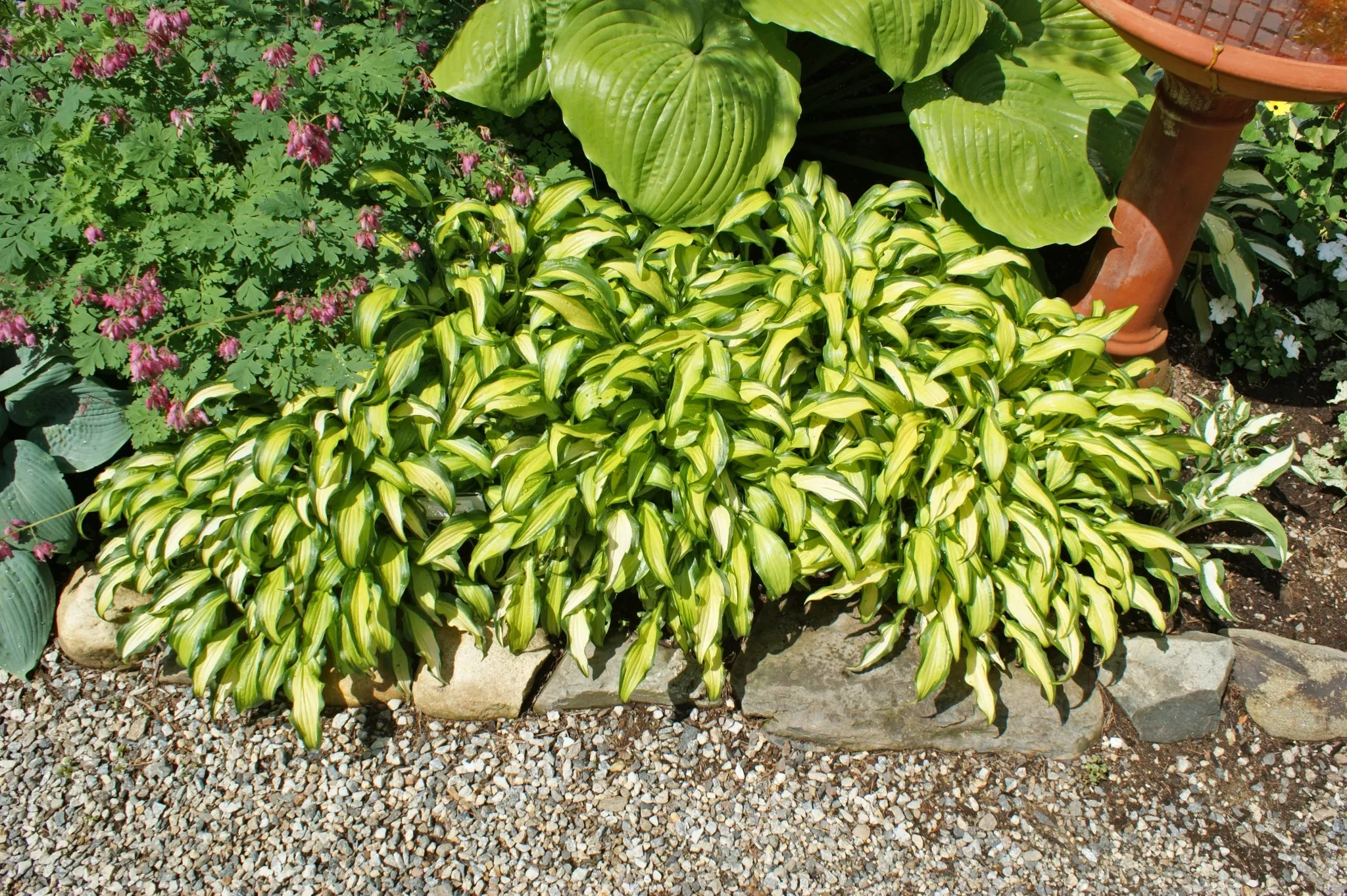 First Mate Hosta