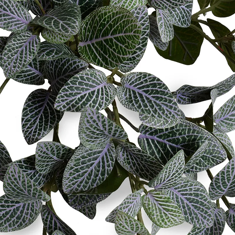 Fittonia (Mosaic) Plant in Ceramic Vase