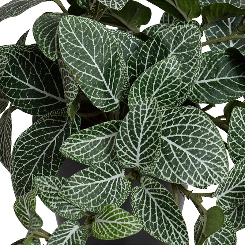 Fittonia (Mosaic) Plant in Ceramic Vase