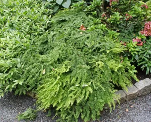 Five Finger Maidenhair Fern