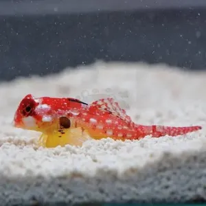 Flame / Scarlet Scooter Blenny  (Synchiropus sycorax)