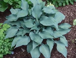 Flemish Steel Hosta