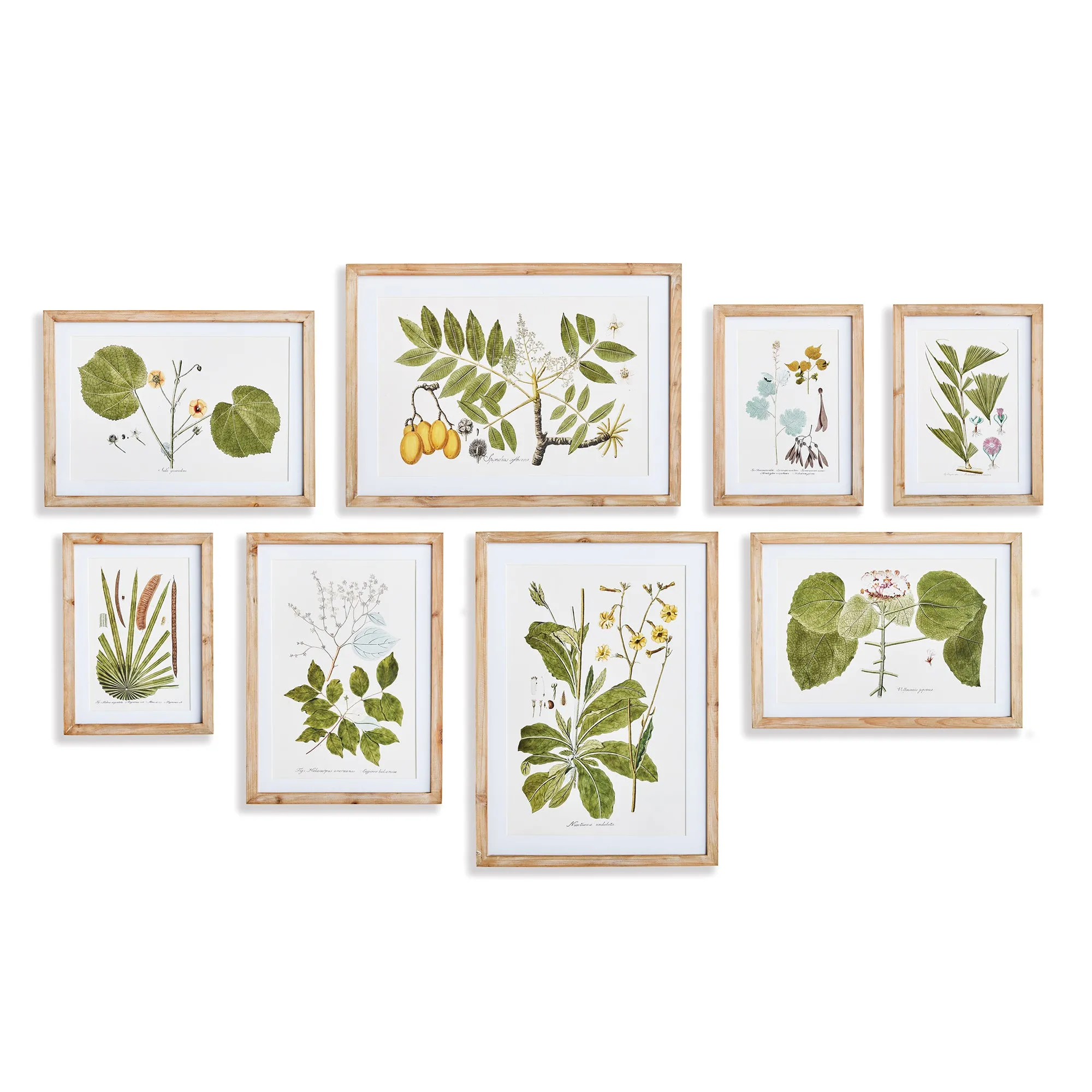 FLORA AND FAUNA GALLERY PRINTS, SET OF 8 BY NAPA HOME & GARDEN