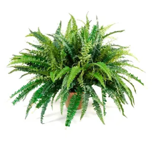 Forest Fern, Small x6