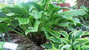 Fragrant Fire Hosta