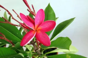 Frangipani Red