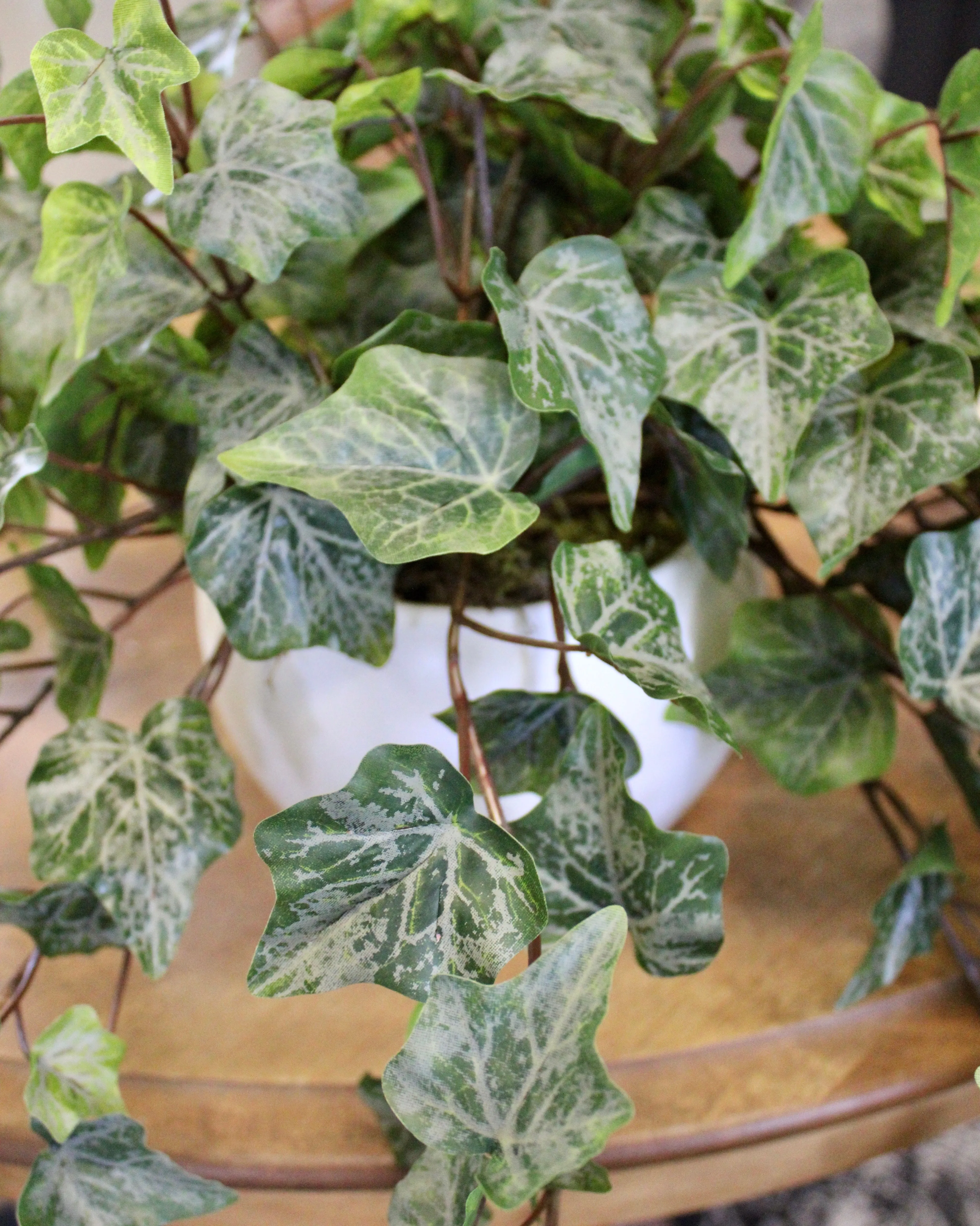 Frosted Green Ivy Bush