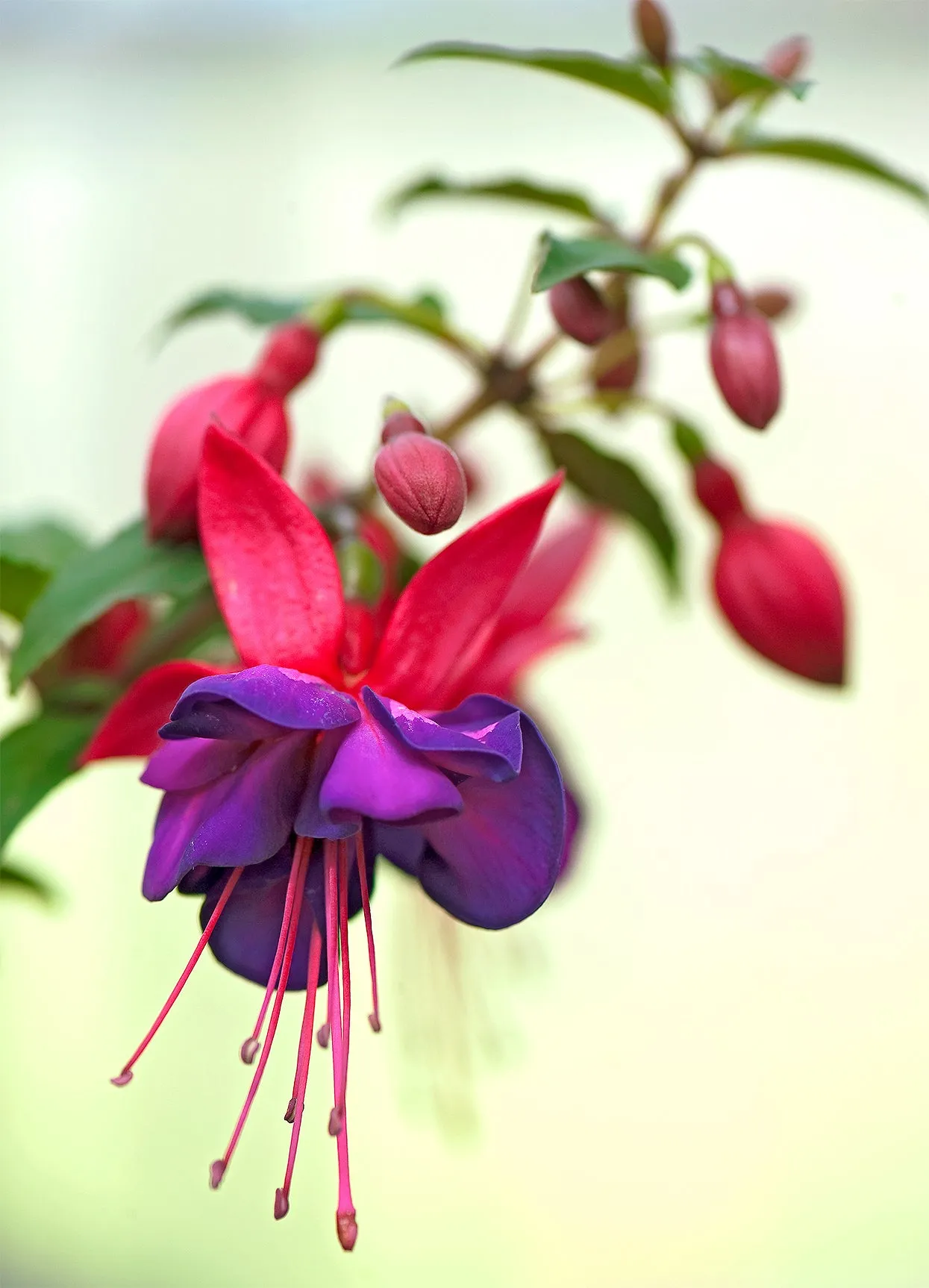 Fuchsia Giant Royal Velvet