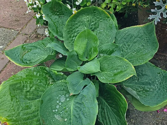 Gabber Hosta