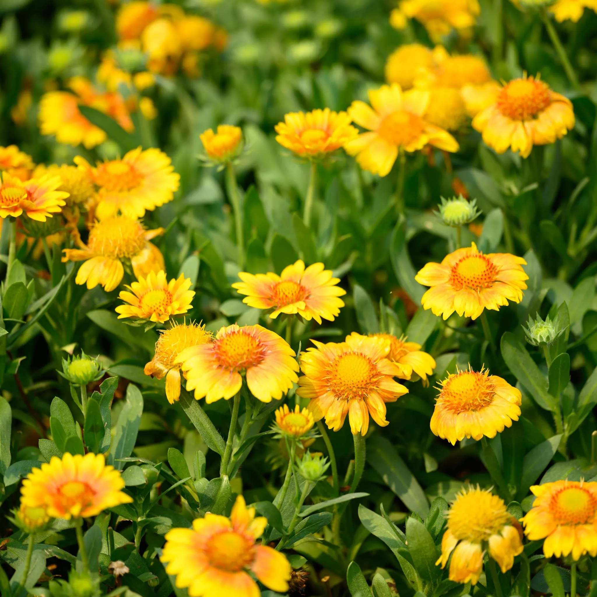 Gaillardia aristata 'Sunrita Golden Yellow' 9cm Pot