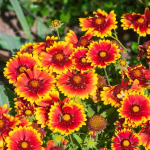 Gaillardia aristata Sunrita Red Yellow Tip 9cm