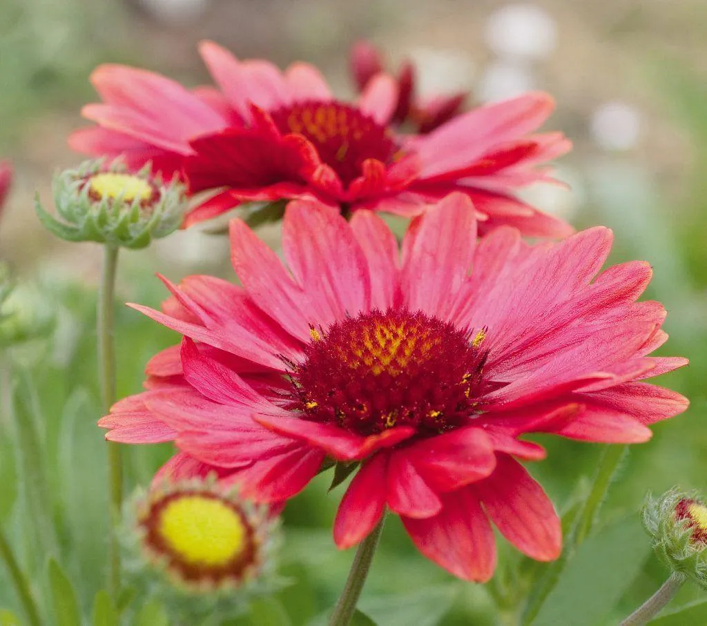 Gaillardia Arizona Red Shades Flower Seeds