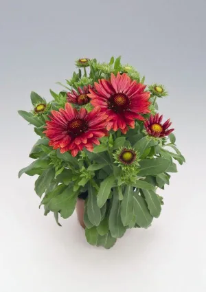 Gaillardia Arizona Red Shades Flower Seeds