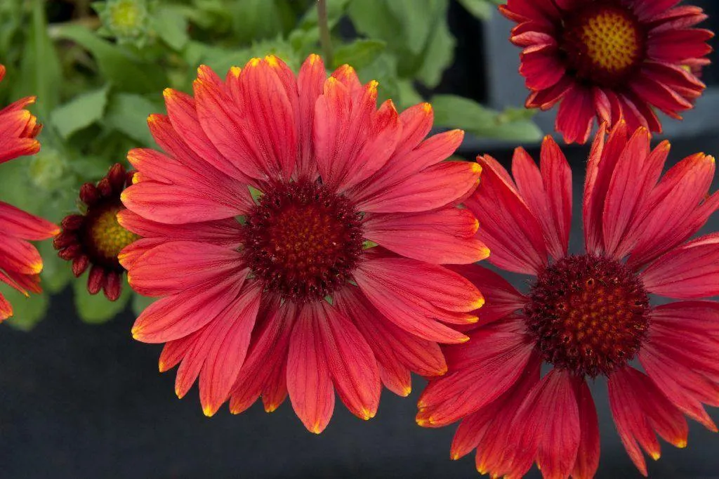 Gaillardia Arizona Red Shades Flower Seeds