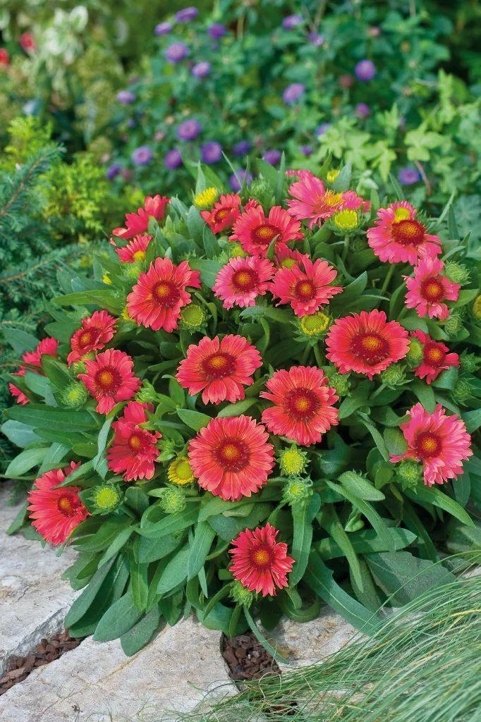 Gaillardia Arizona Red Shades Flower Seeds