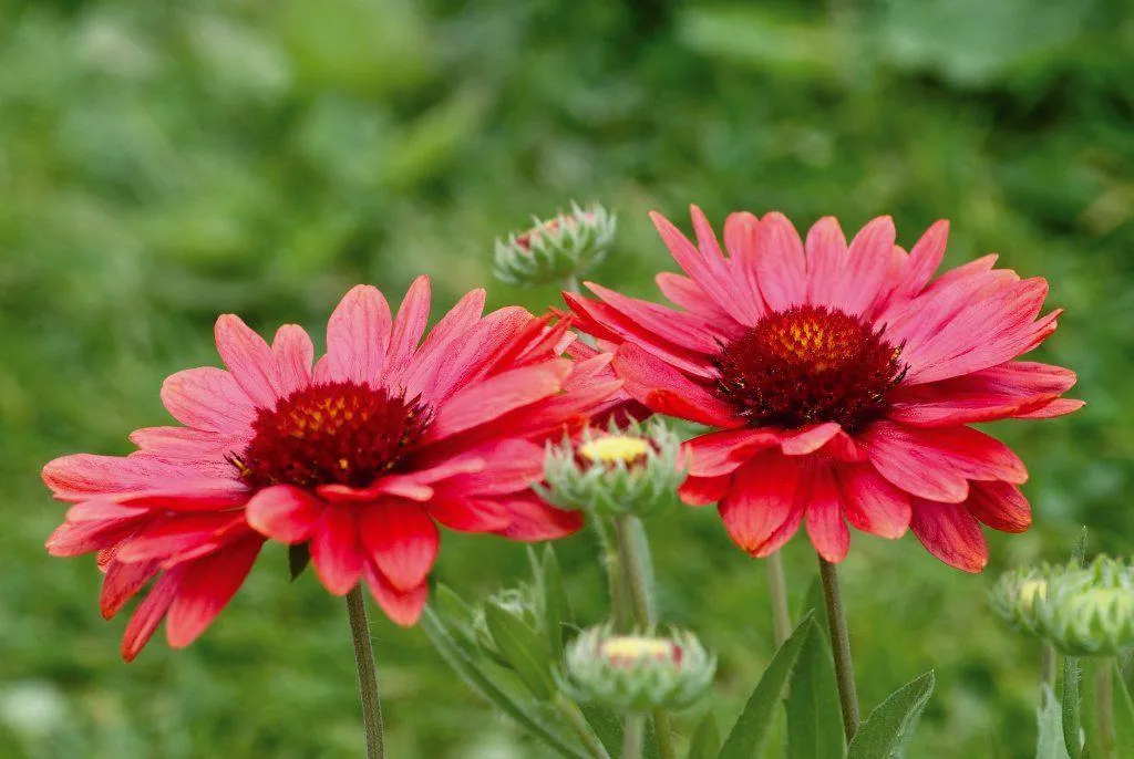 Gaillardia Arizona Red Shades Flower Seeds