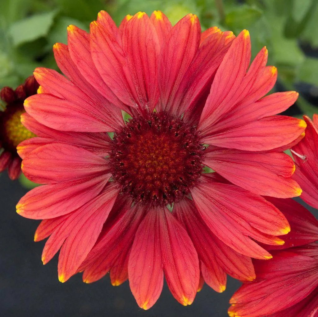 Gaillardia Arizona Red Shades Flower Seeds