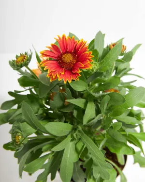 Gaillardia Premier Orange