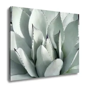 Gallery Wrapped Canvas, Mescal Agave Parryi Var Truncate Is A Slow Growing Perennial Native To Arizona