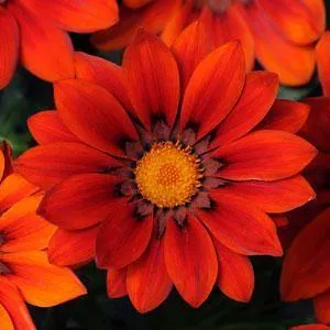 Gazania New Day Red Shade Flower Seeds