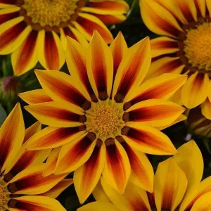 Gazania New Day Red Stripe Flower Seeds