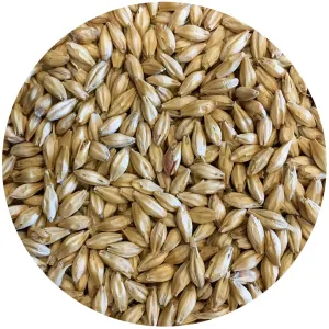 Genie Pale Malt - Root Shoot Malting - 50lb Sack