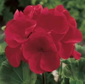 Geranium Maverick Red Flower Seeds