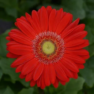 Gerbera Revolution Red Light Eye Flower Seeds